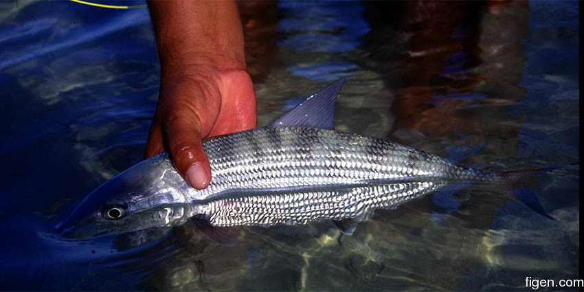 big_010220-mexico-punta_allen-bone_in_water.jpg