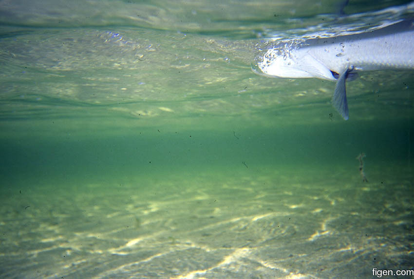 big_010220-mexico-punta_allen-bone_underwater.jpg