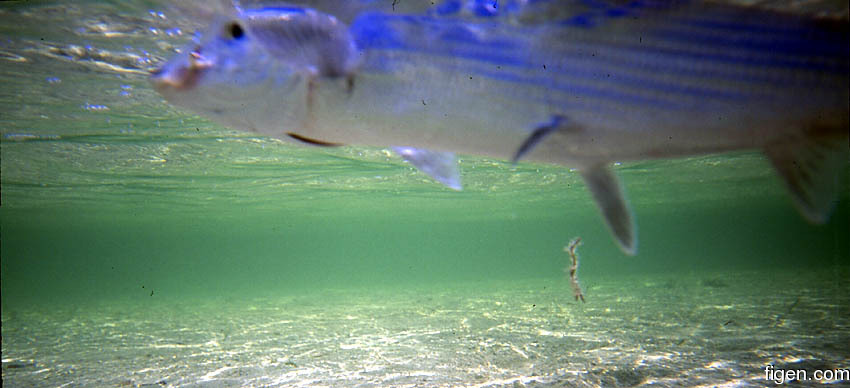 big_010220-mexico-punta_allen-bone_underwater2.jpg