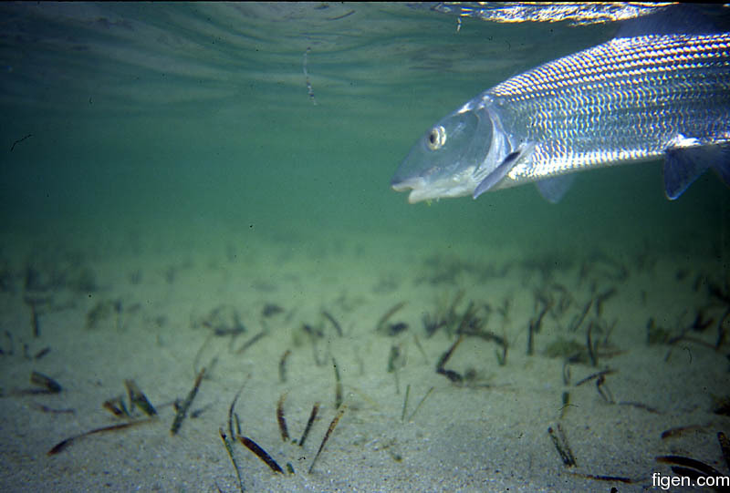 big_010221-mexico-punta_allen-bone_underwater.jpg