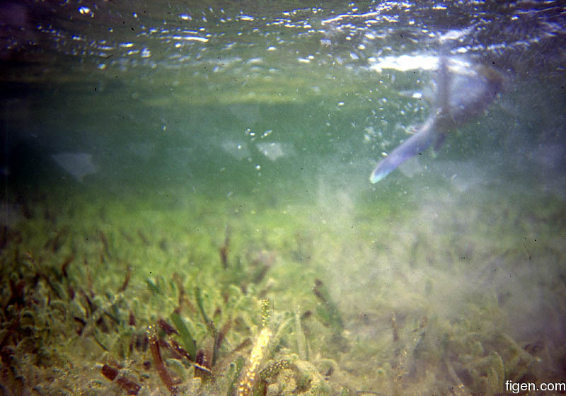 big_010221-mexico-punta_allen-bone_underwater_mud.jpg