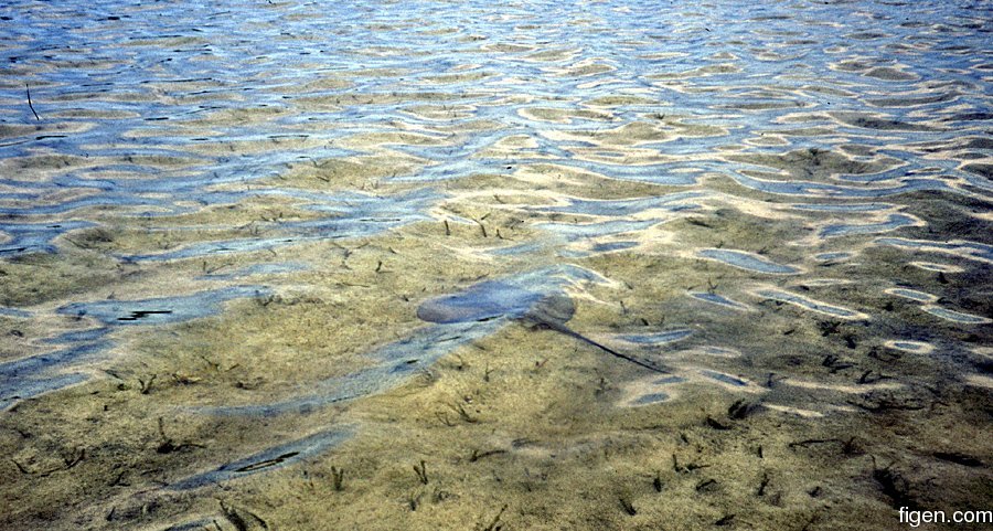 big_020306-mexico-punta_allen-lagune-stingray.jpg