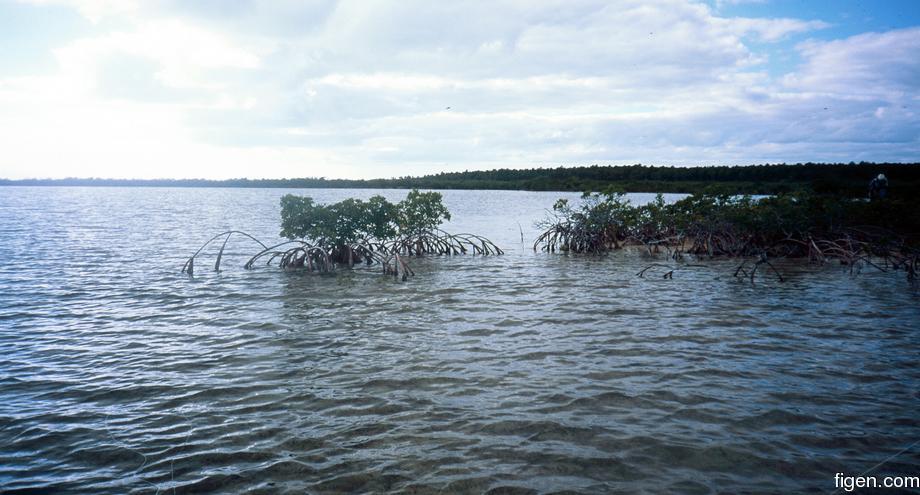 big_031105-Bahamas-Abaco-Purka-tailing.jpg