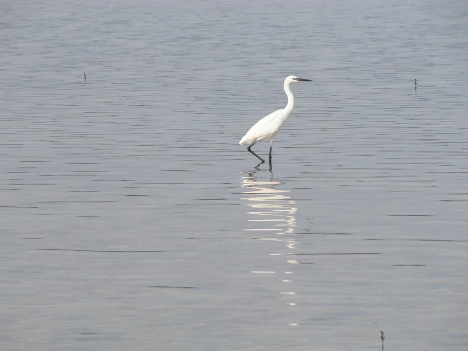 big_040217-Bahamas-Abaco-Purka-bird-DB.jpg