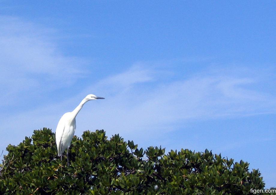 big_040217-Bahamas-Abaco-Purka-bird.jpg