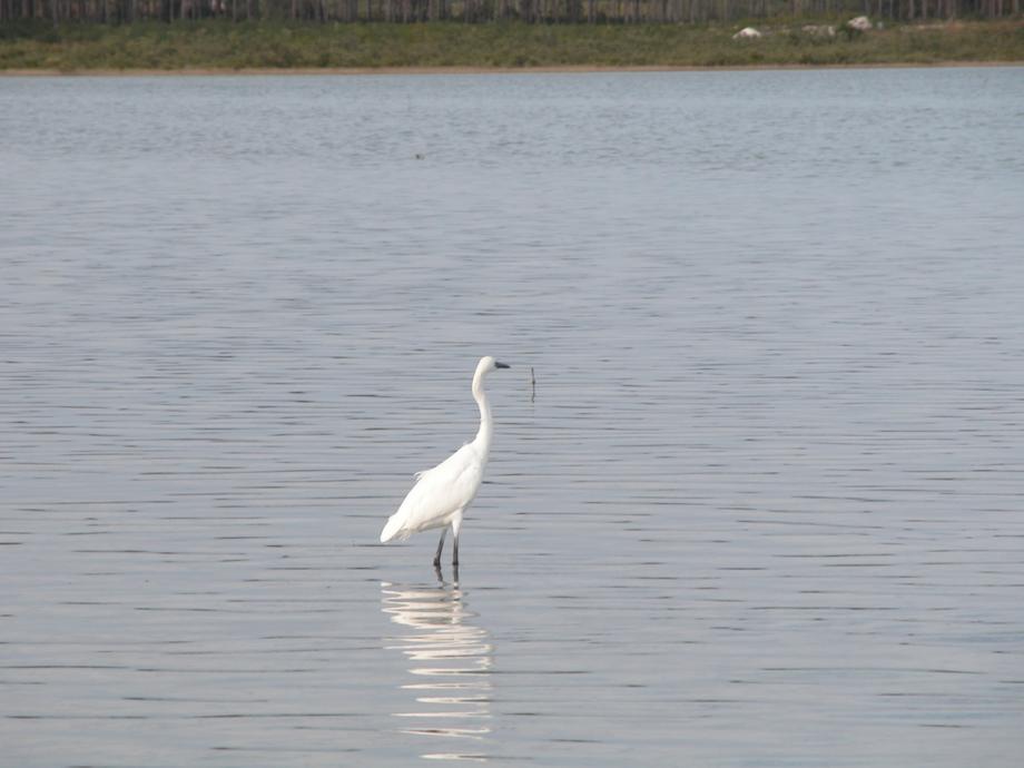 big_040217-Bahamas-Abaco-Purka-bird2-DB.jpg
