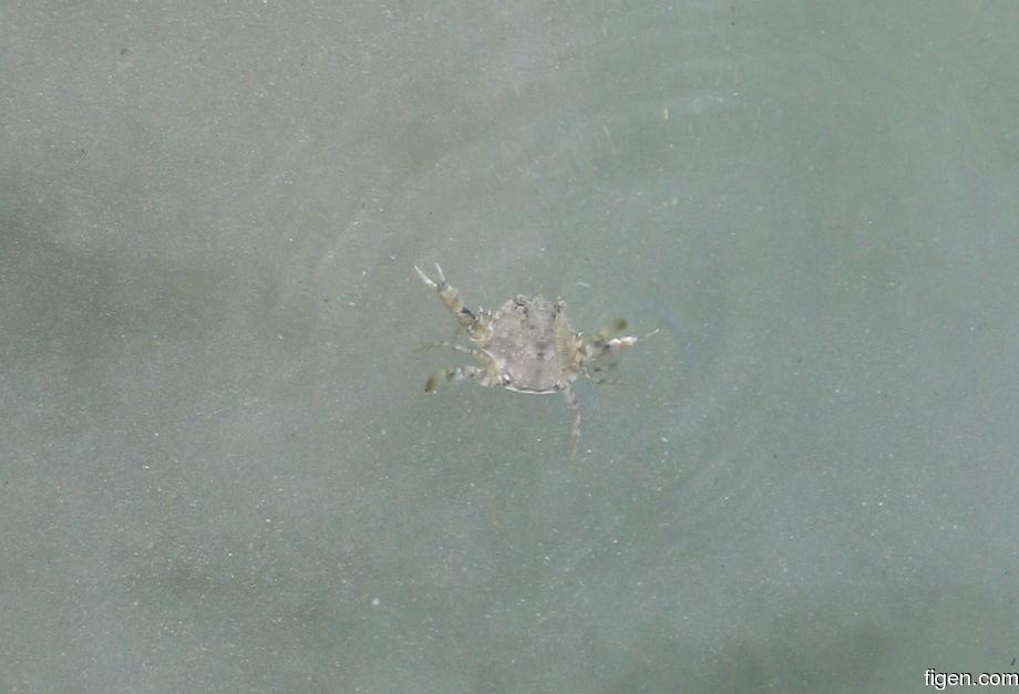 big_040217-Bahamas-Abaco-Purka-crab.jpg