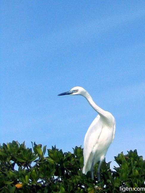 big_040218-Bahamas-Abaco-Fugl.jpg