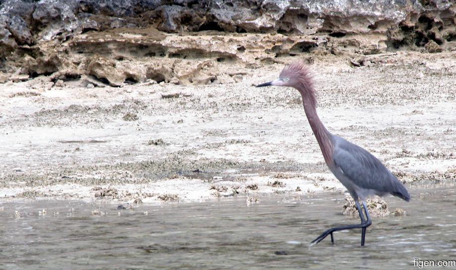 big_040219-Bahamas-Abaco-bird2-DB.jpg