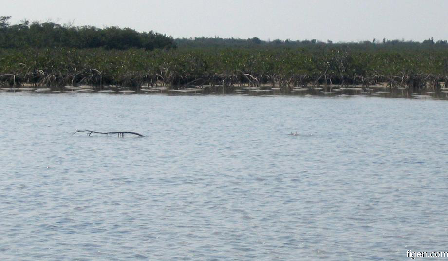 big_040222-Bahamas-Abaco-Purka-tailing_bone.jpg