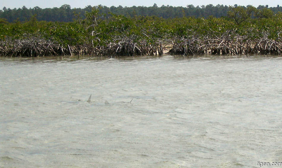 big_040507-Bahamas-Abaco-Bonefish-tailing2.jpg