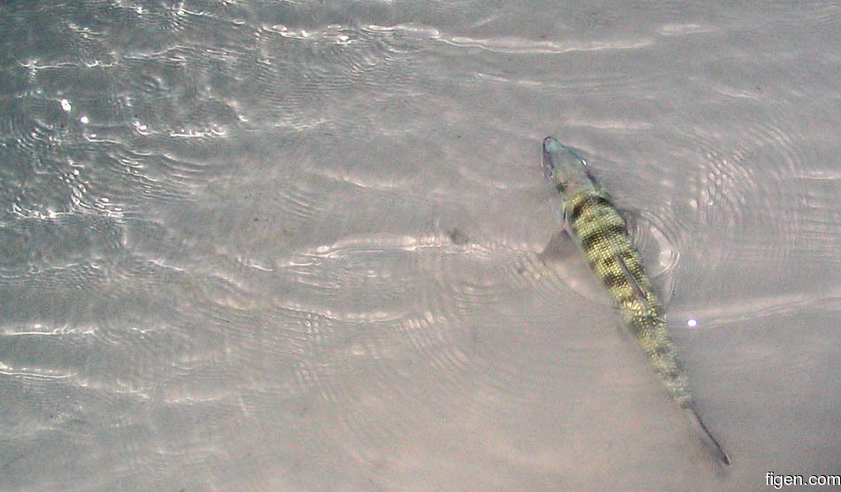 big_060120-Bahamas-Abaco-bonefish-release.jpg