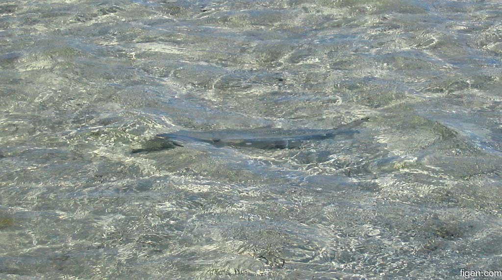 big_060121-Bahamas-Abaco-crusing-bonefish.jpg