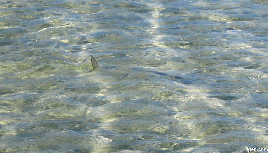 big_060121-Bahamas-Abaco-tailing-bonefish.jpg