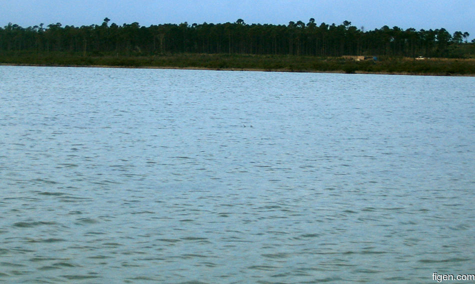 big_060123-Bahamas-Abaco-tailing-bonefish.jpg