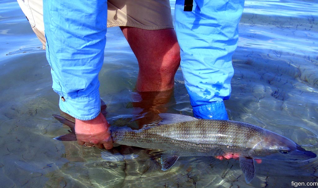 big_060305-Bahamas-Abaco-Julern_med_fisk3-DB.jpg