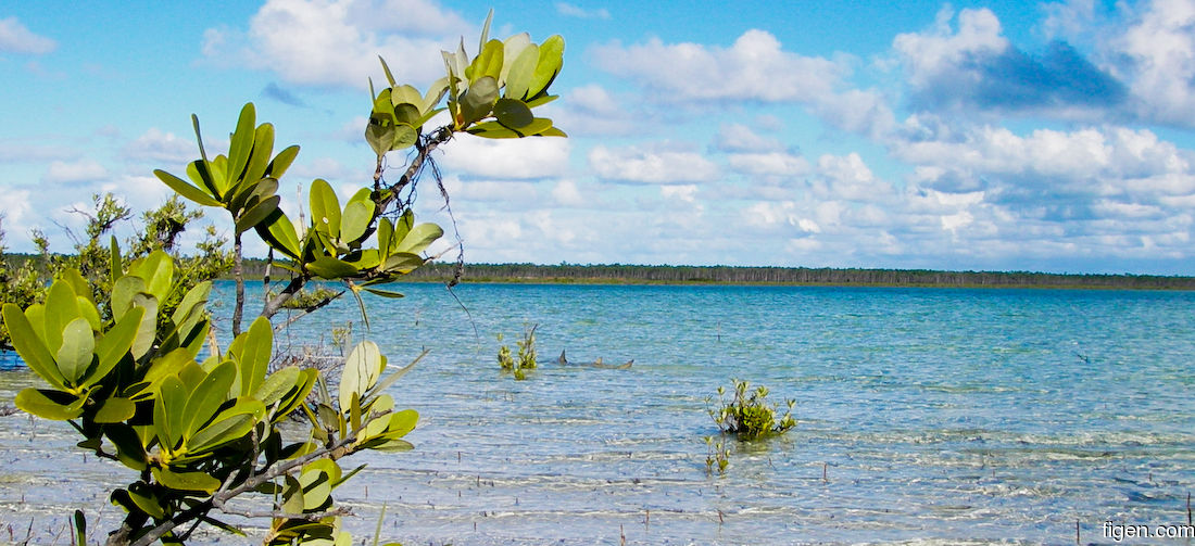 big_061125-Bahamas-Abaco-sharky-CJ.jpg