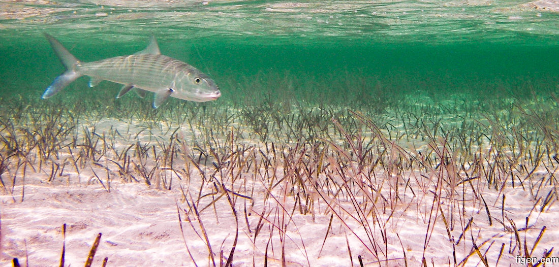 big_061127-Bahamas-Abaco-Figen-bone-underwater-CJ.jpg