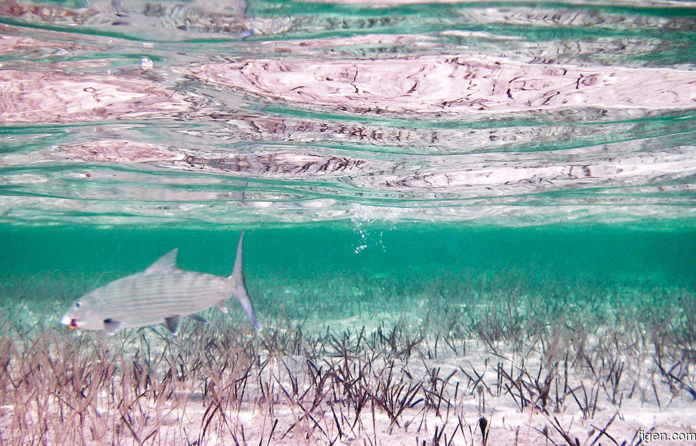 big_061127-Bahamas-Abaco-Figen-bone-underwater2-CJ.jpg