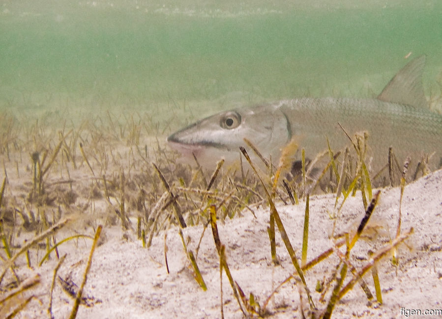 big_061127-Bahamas-Abaco-Figen-bone-underwater3-CJ.jpg