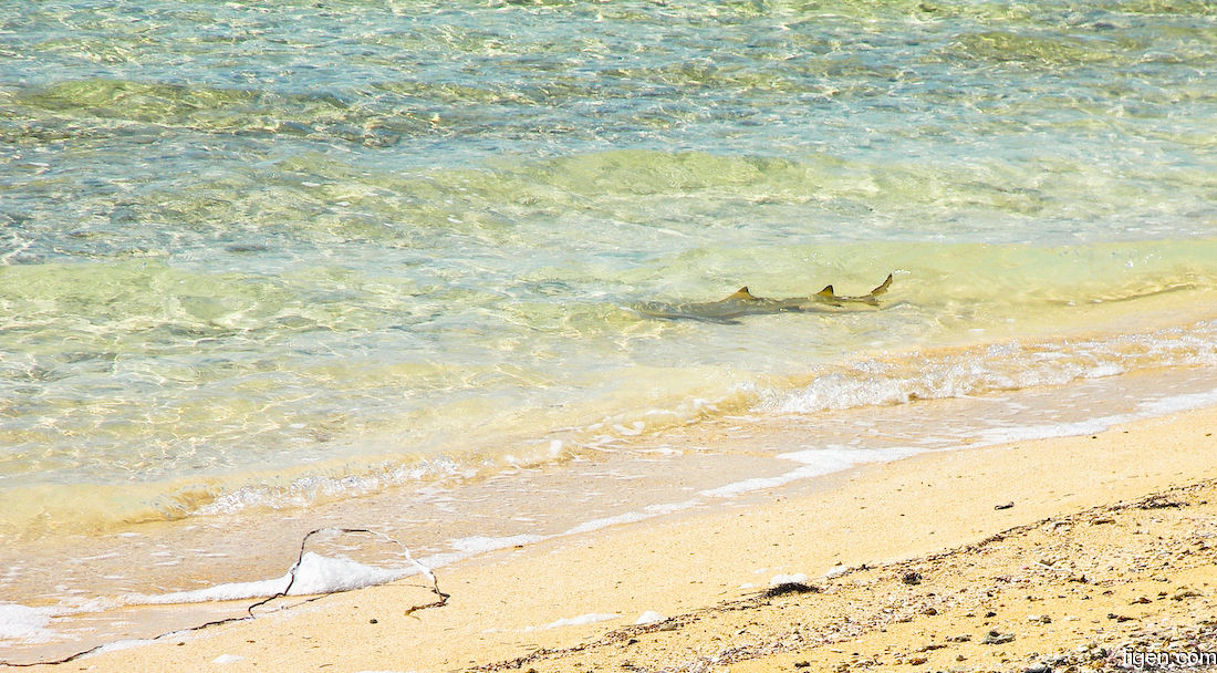 big_070217-Abaco-shoreline-shark.jpg