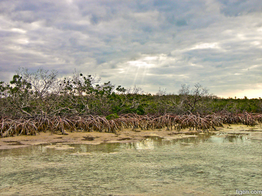 big_070219-Abaco-sunray-mangrove.jpg