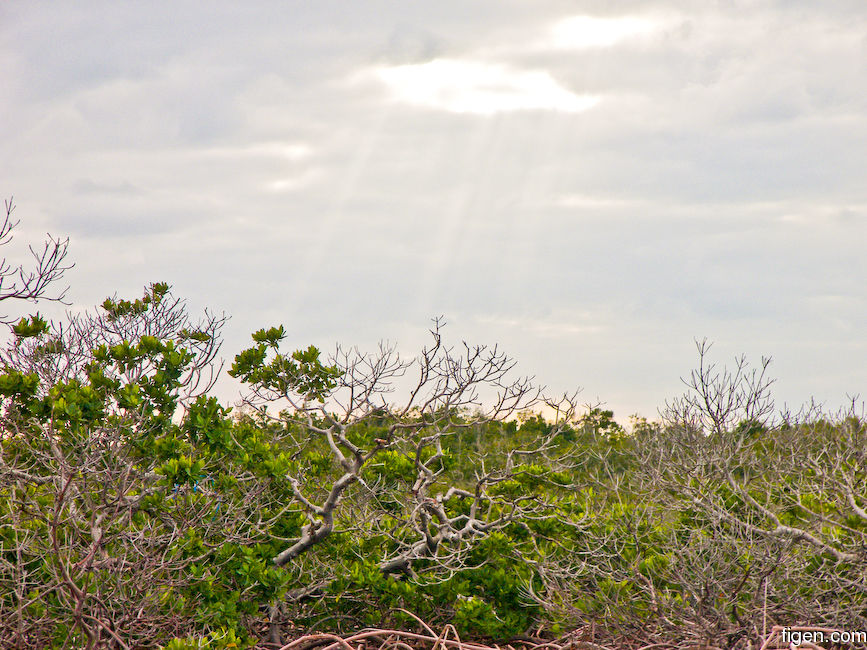 big_070219-Abaco-sunray-mangrove2.jpg