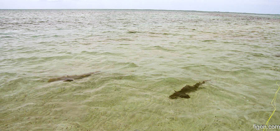 big_070220-Abaco-Sandbank-sharks.jpg