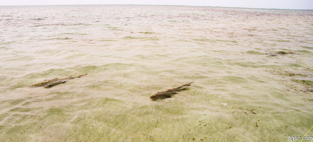 big_070220-Abaco-Sandbank-sharks2.jpg