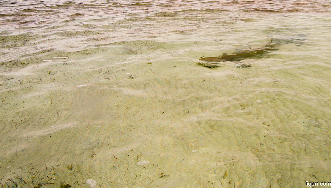big_070220-Abaco-Sandbank-sharks3.jpg