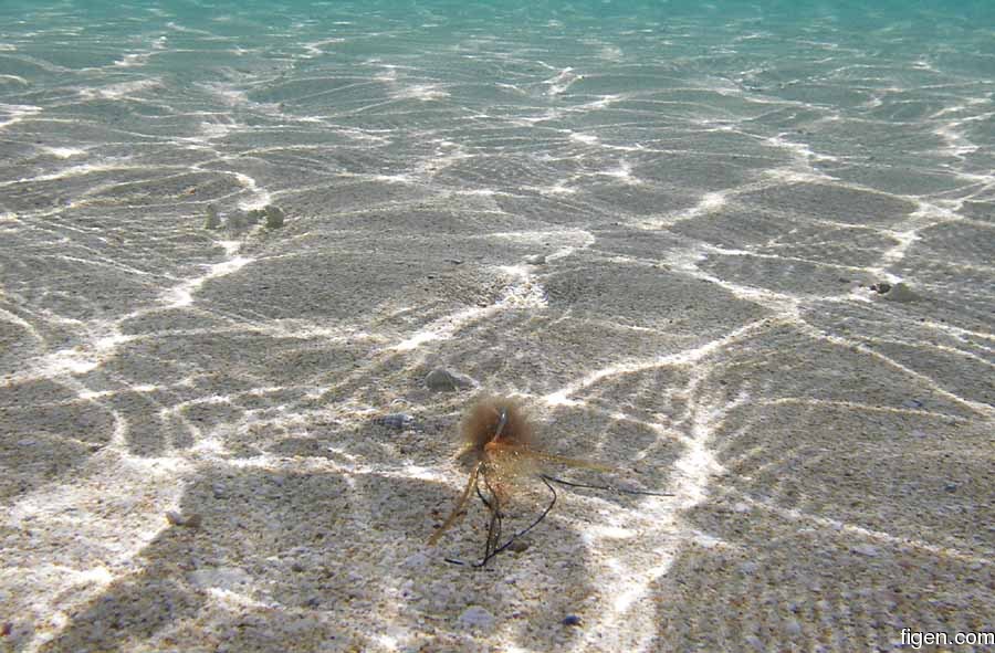 big_070220-Bahamas-Abaco-spawning-shrimp-CJ.jpg