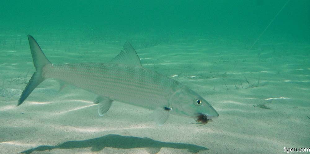 big_070221-Bahamas-Abaco-bonefish-UW-CJ.jpg