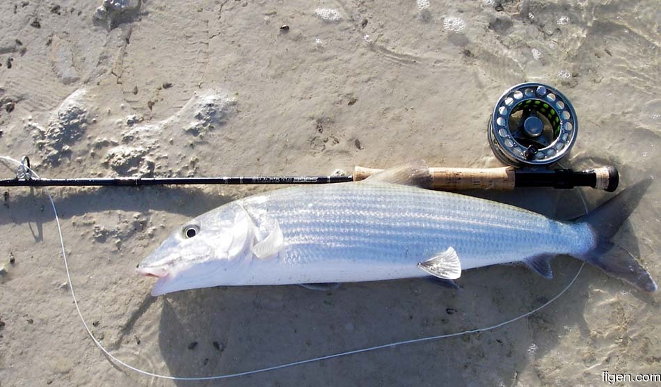 big_070222-Bahamas-Abaco-Beached-bone-CJ.jpg