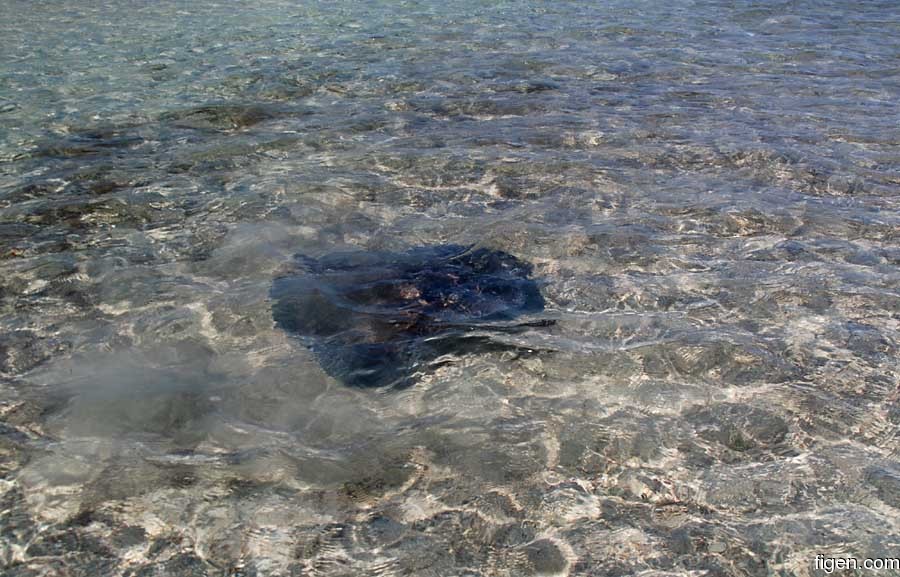 big_070222-Bahamas-Abaco-stingray-AF.jpg