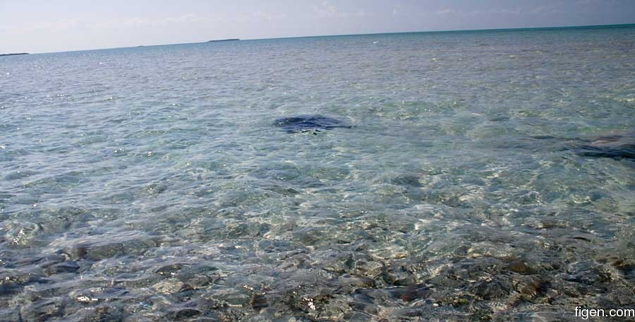 big_070222-Bahamas-Abaco-stingray2-AF.jpg