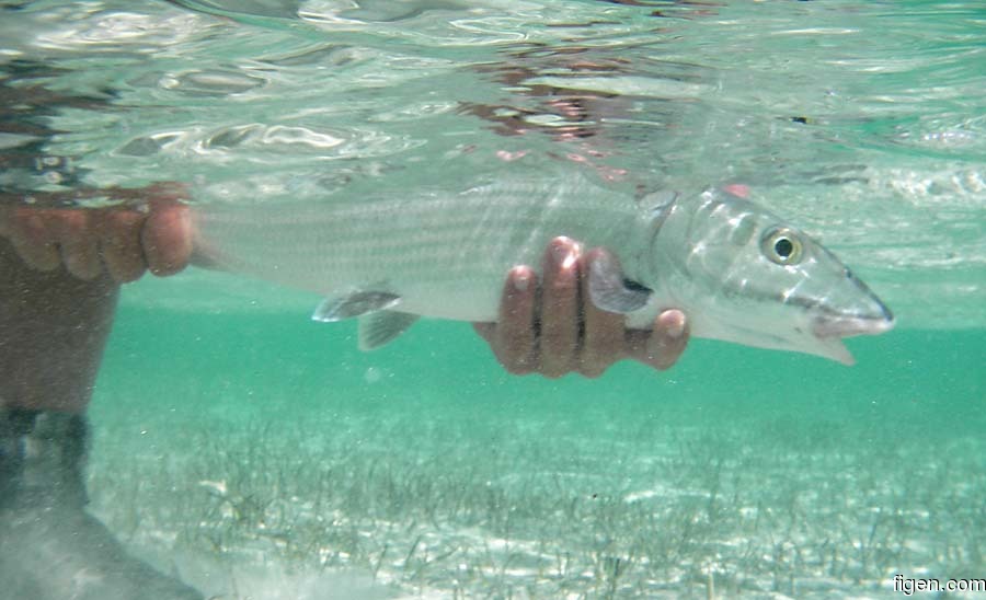 big_070224-Bahamas-Abaco-bonefish-release-UW-CJ.jpg