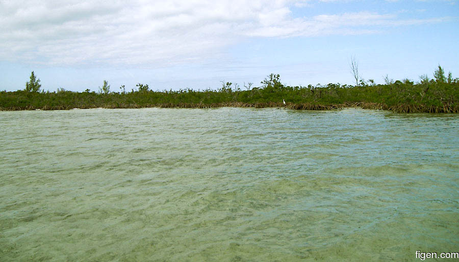 big_070225-Abaco-mangroves.jpg