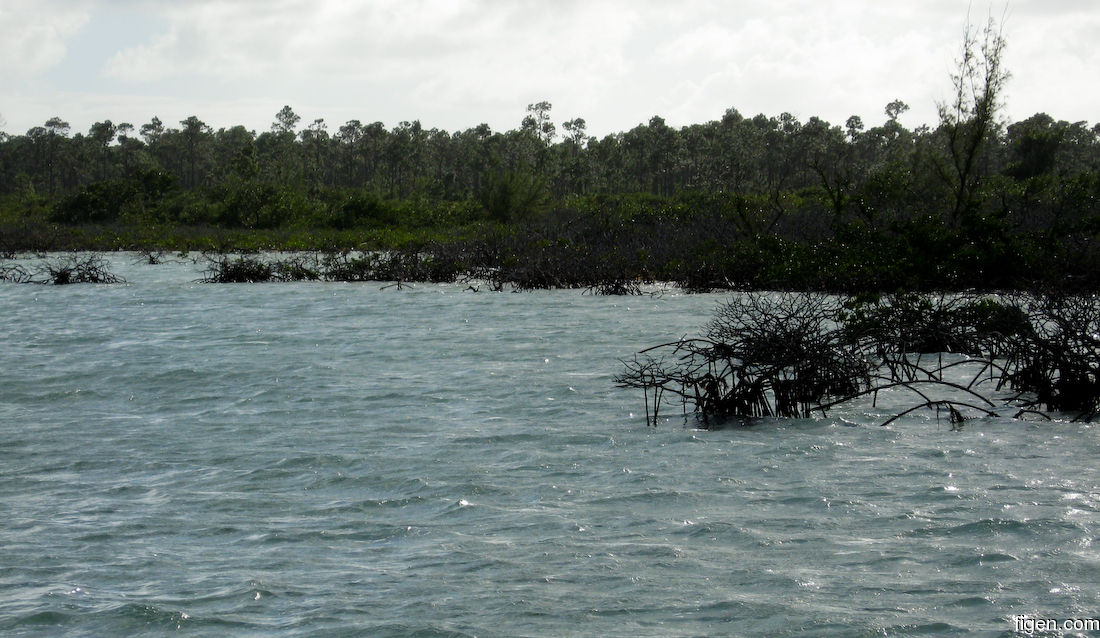 big_071029-Abaco-Dumpa-mangrove.jpg