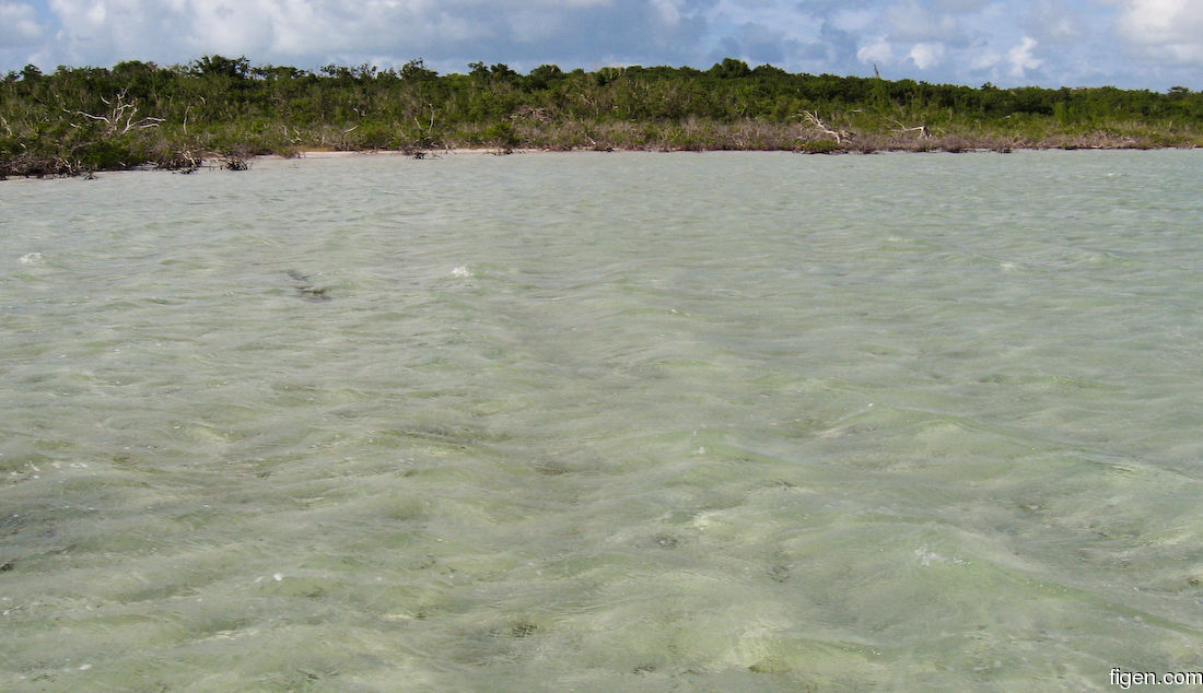 big_071029-Abaco-Dumpa-mangrove2.jpg