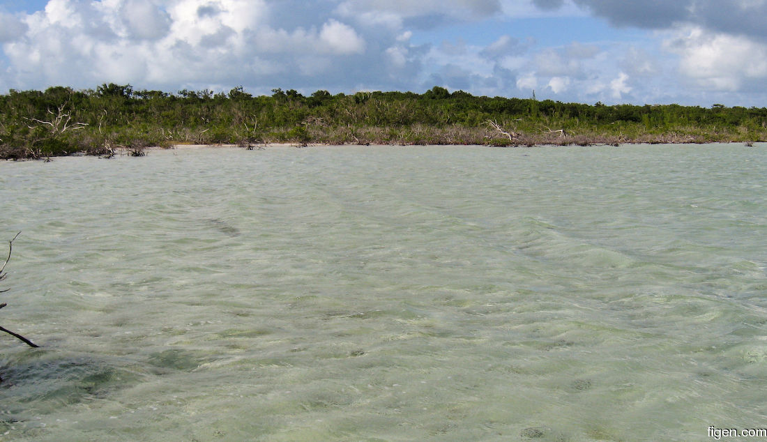 big_071029-Abaco-Dumpa-mangrove3.jpg