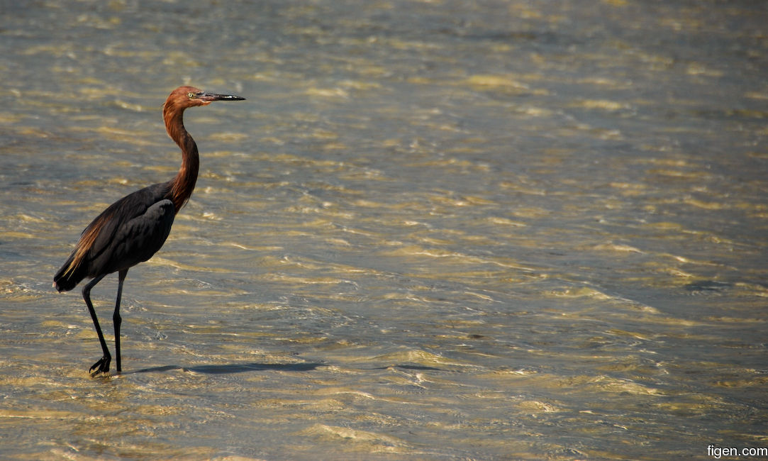 big_071105-Abaco-Purka-fugl.jpg