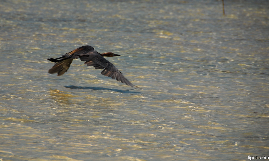 big_071105-Abaco-Purka-fugl3.jpg