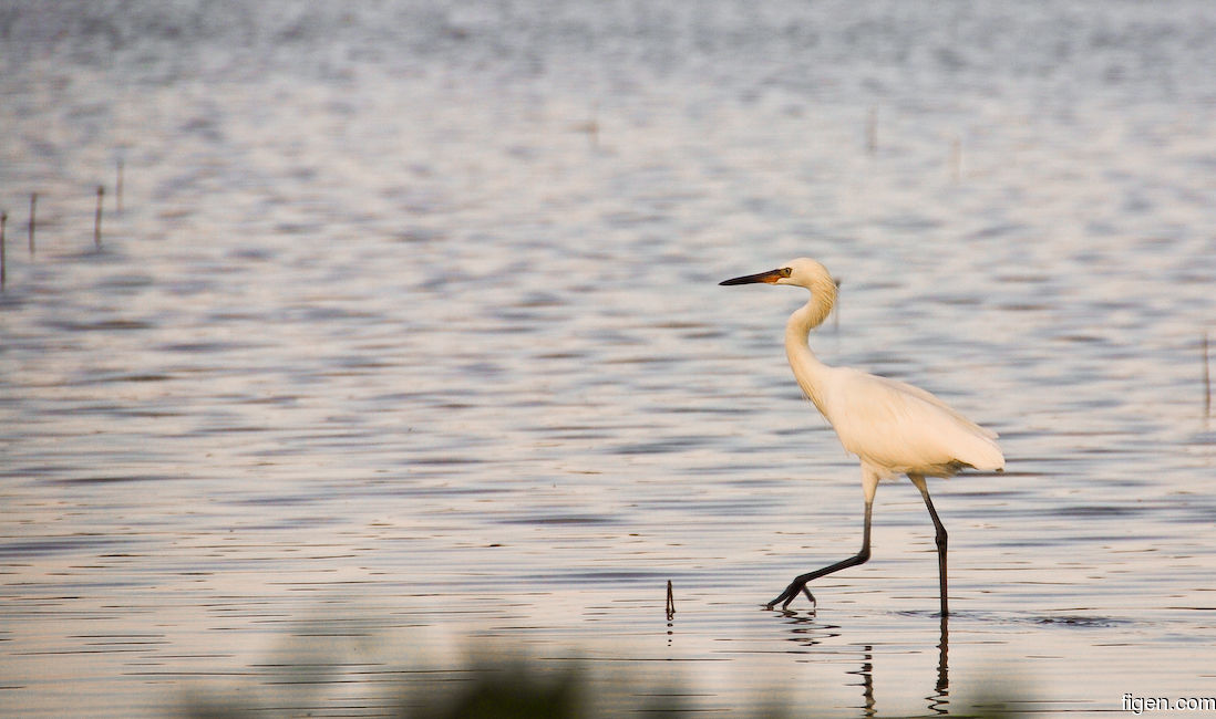 big_071106-Abaco-Purka-fugl.jpg