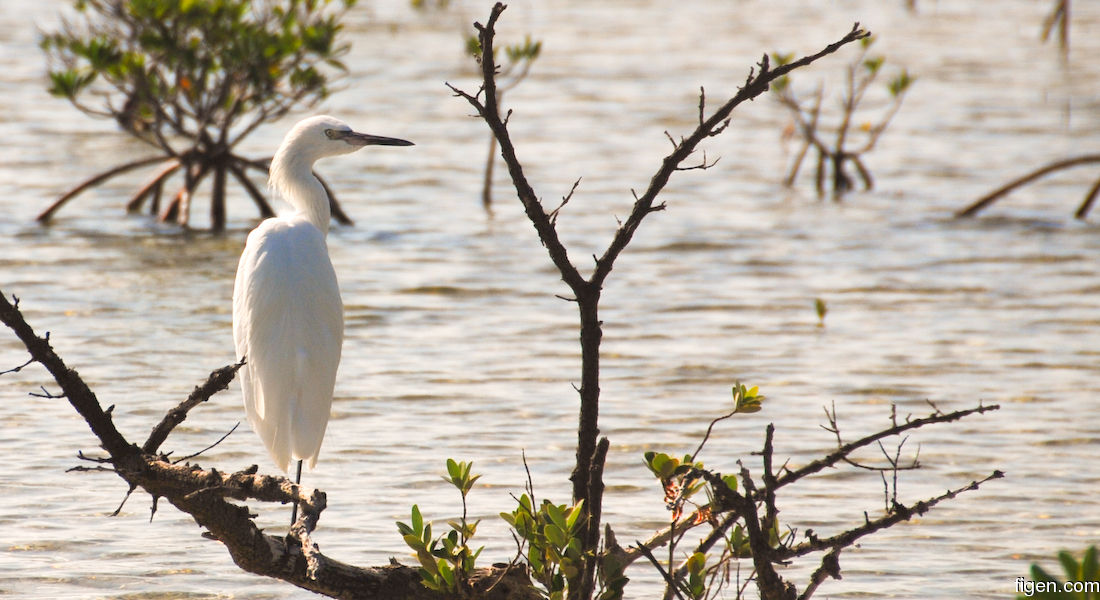 big_071107-Abaco-Purka-fugl.jpg