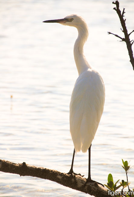 big_071107-Abaco-Purka-fugl3.jpg