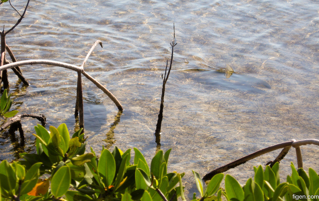 big_071107-Abaco-Purka-inner-cruise2.jpg