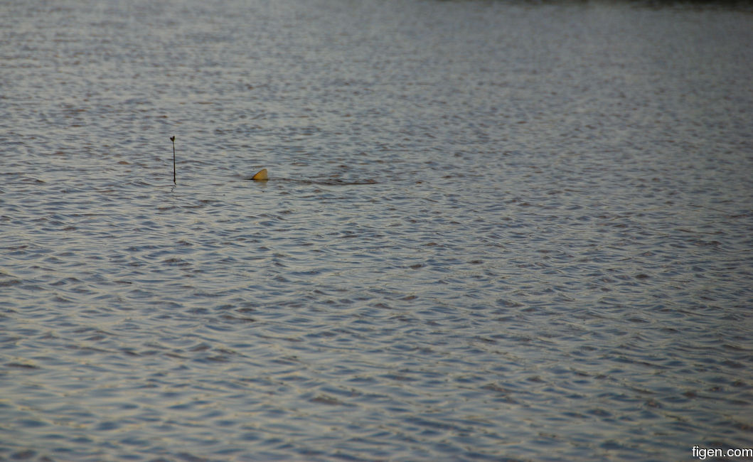 big_071109-Abaco-purka-tailing.jpg