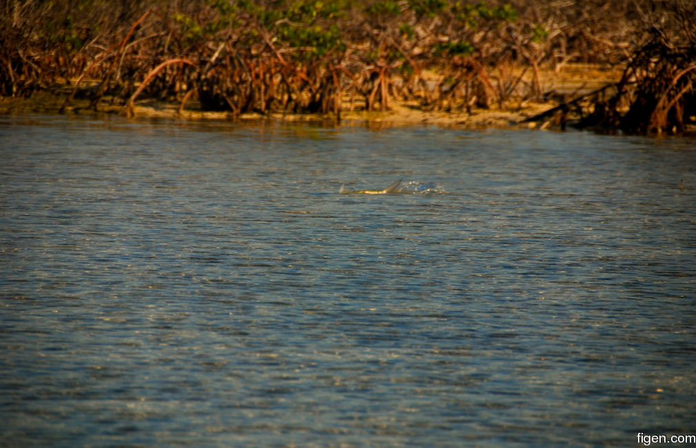 big_071110-Abaco-cays-last-tailer.jpg