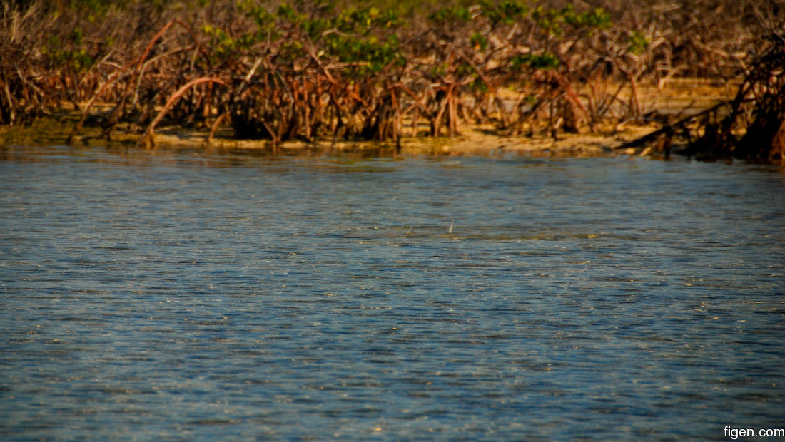 big_071110-Abaco-cays-last-tailer2.jpg