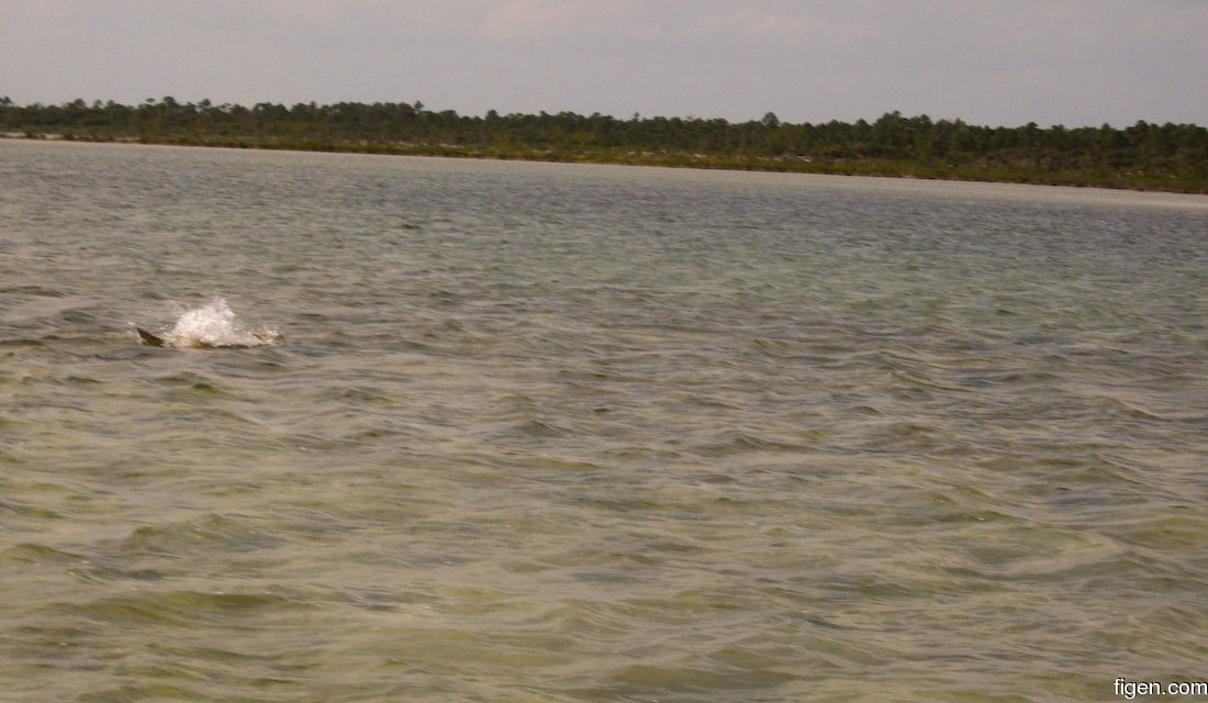 big_071111-Abaco-Purka-sharkfood4.jpg